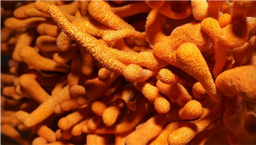 Cordyceps and Energy: Natural Support for Endurance