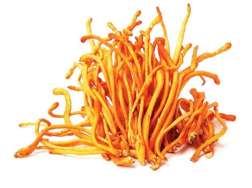 Decoding Cordyceps: Natural vs. Lab-Grown - Unveiling the Differences