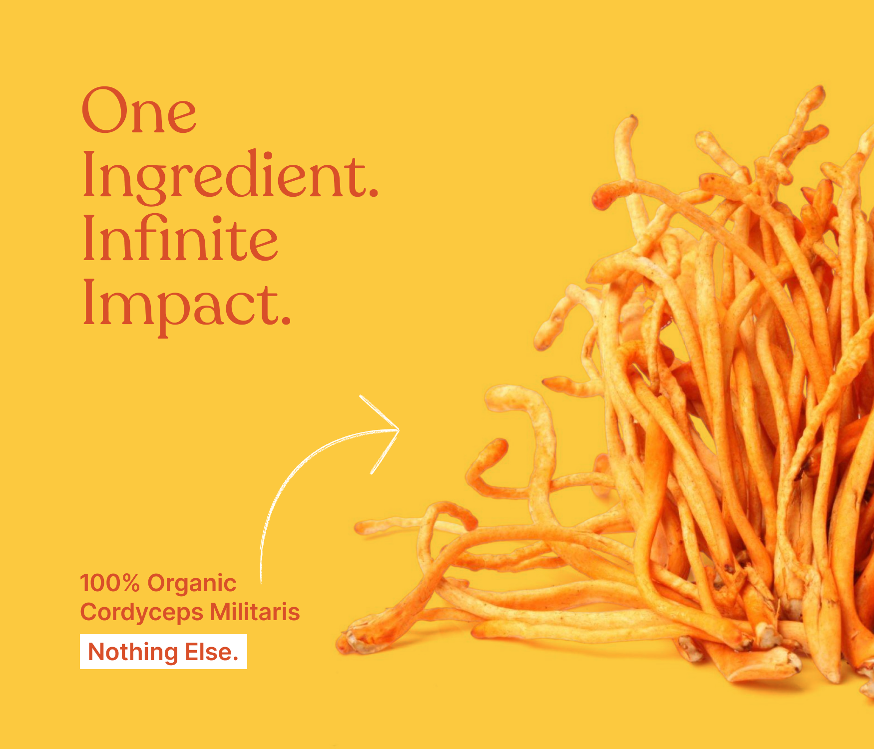 Organic Raw Cordyceps Militaris Mushroom (Keedajadi)