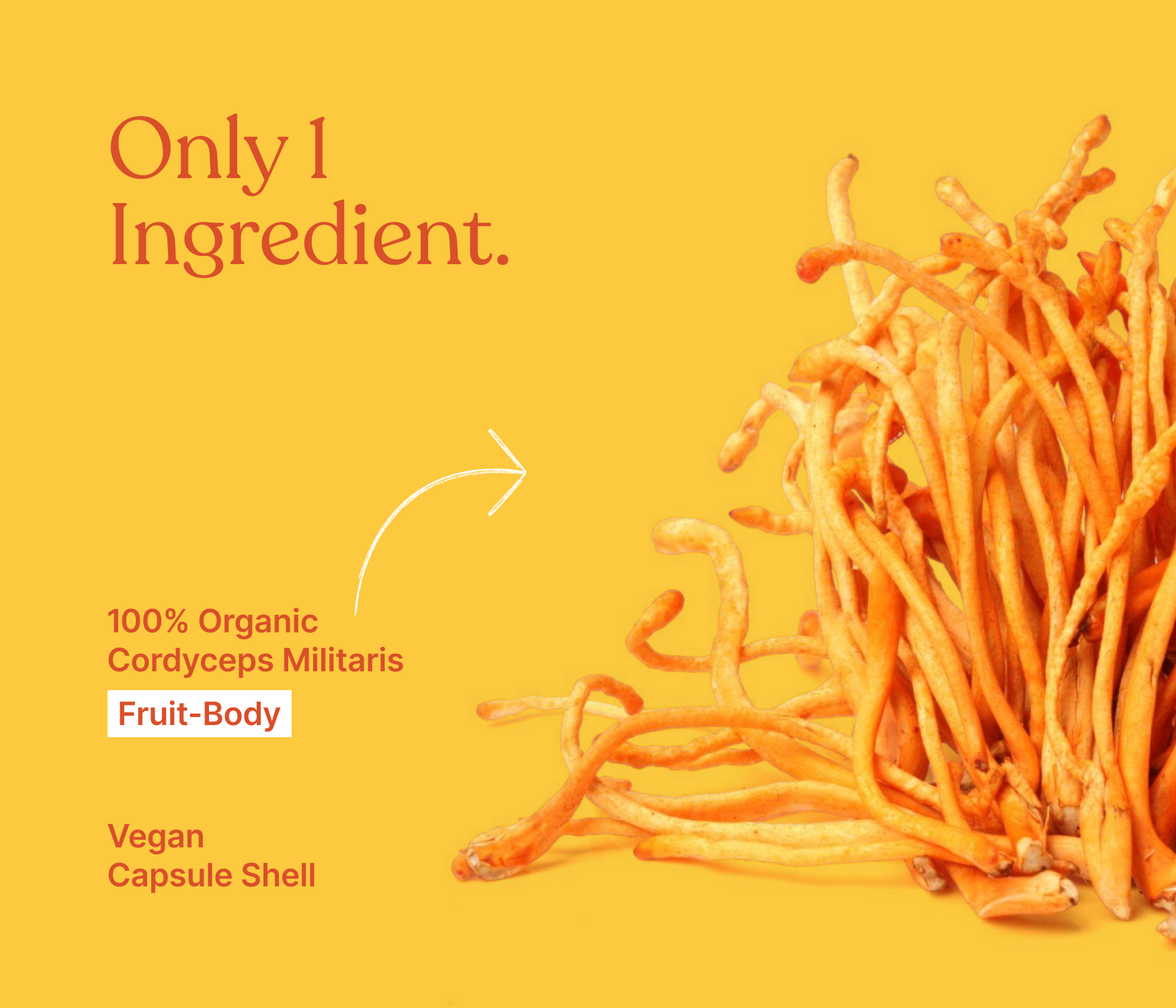 Organic Raw Cordyceps Militaris Mushroom (Keedajadi) | 100% Fruit Bodies | Vegan | Lab tested