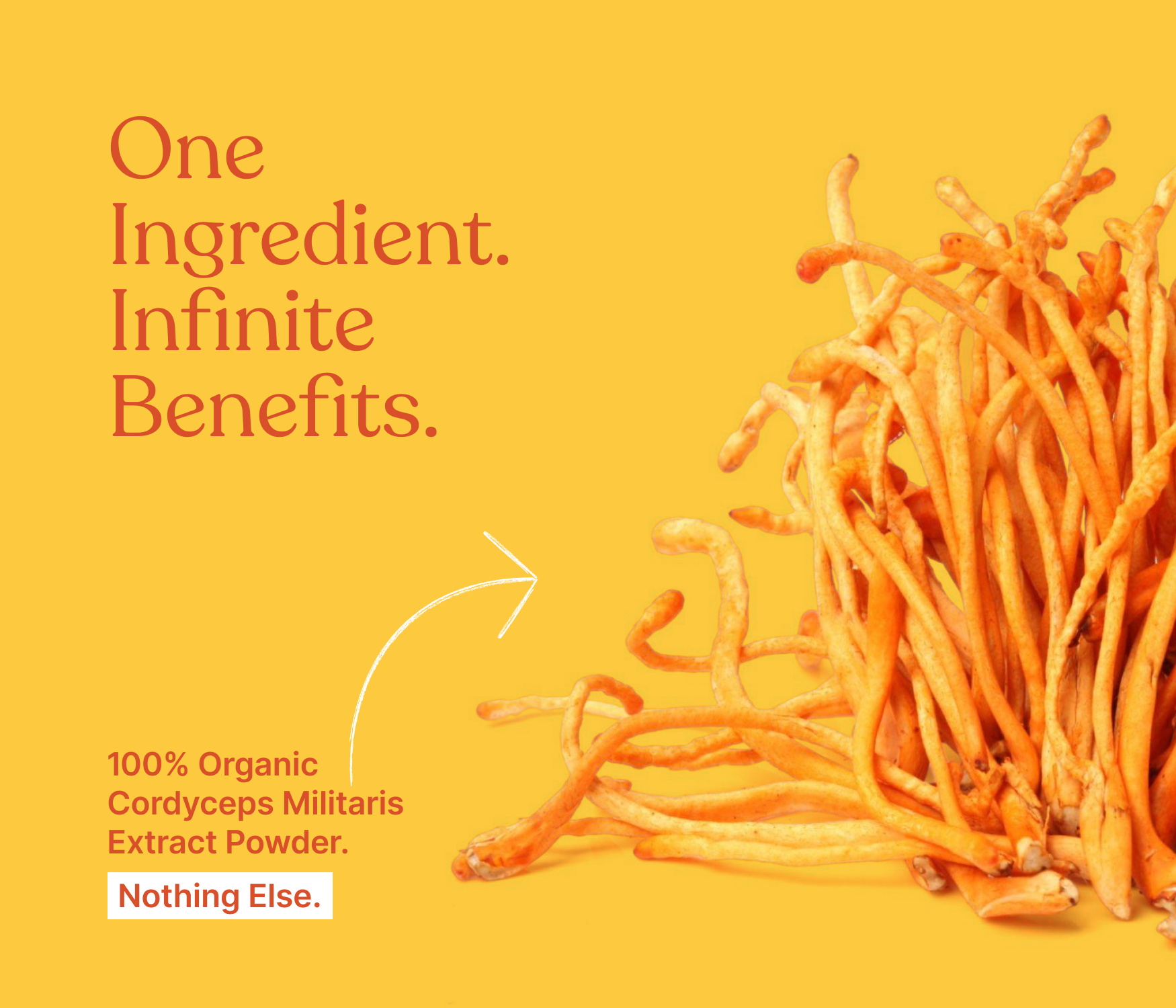 Organic Cordyceps Militaris (Keedajadi) Extract Powder — 25g