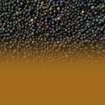 Black Peeper 