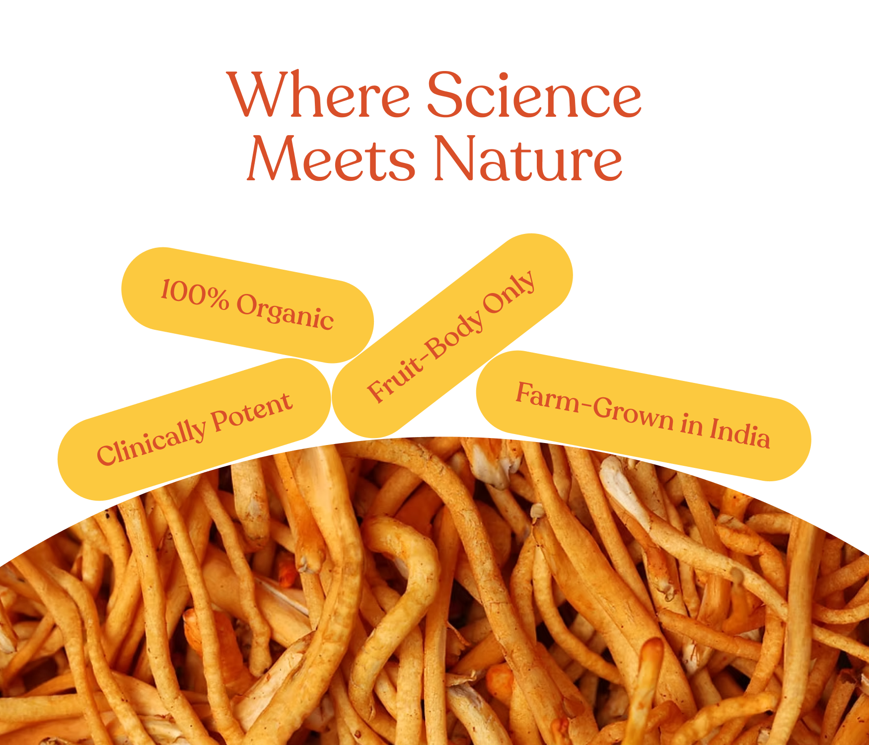 Organic Raw Cordyceps Militaris Mushroom (Keedajadi)
