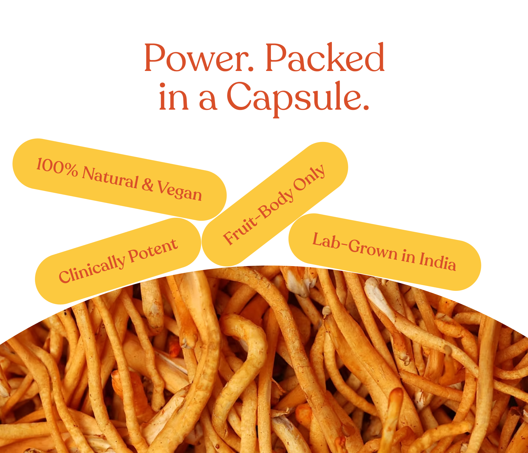 Organic Raw Cordyceps Militaris Mushroom (Keedajadi) | 100% Fruit Bodies | Vegan | Lab tested