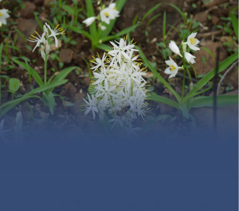 Safed Musli <br> Extract