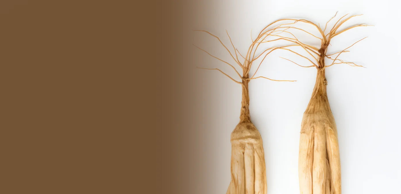 Korean <br>
Ginseng Extract