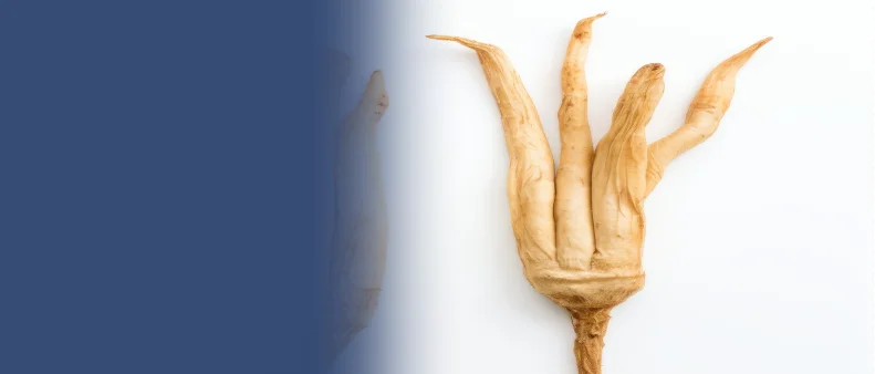 Korean<br> Ginseng <br>Extract