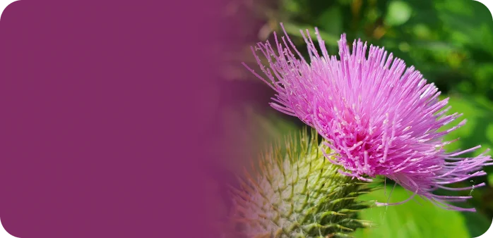 Milk Thistle<br> Extract