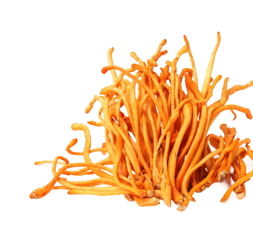 Cordyceps Mushroom