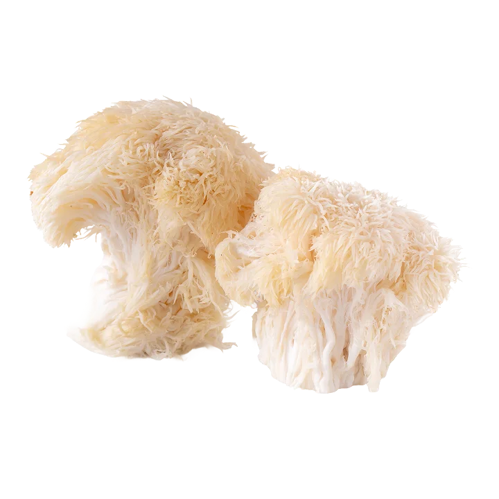 Cordyceps Mushroom